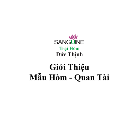 hom-quan-tai